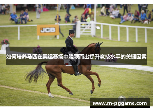 如何培养马匹在奥运赛场中脱颖而出提升竞技水平的关键因素